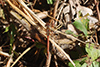 Sympetrum striolatum